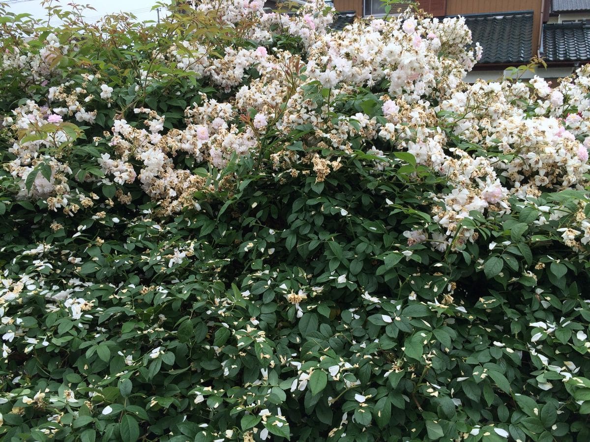 バラ　花後の剪定開始