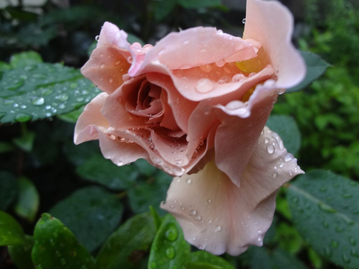 雨上がりのジュリア