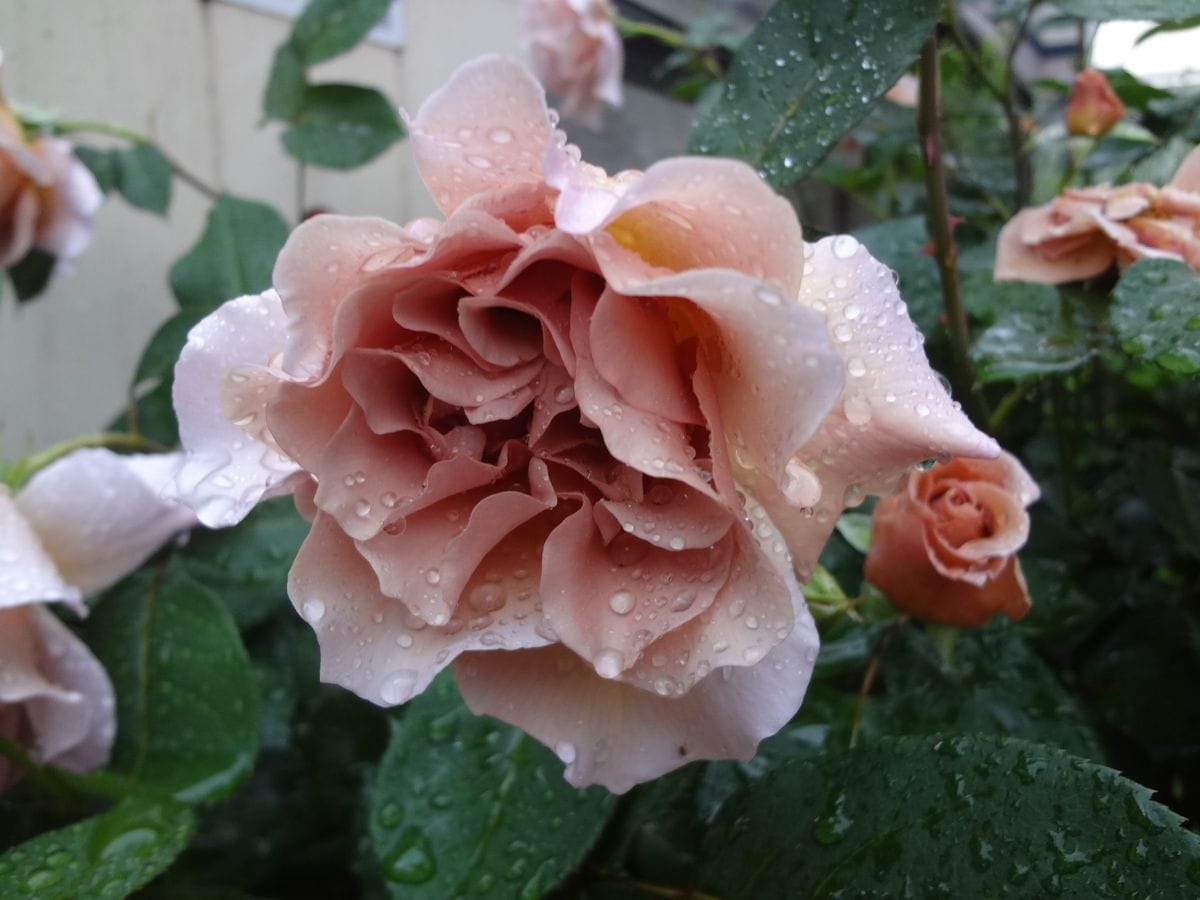 雨上がりのジュリア