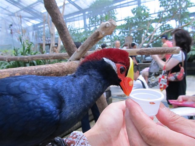 花鳥園（鳥編①）