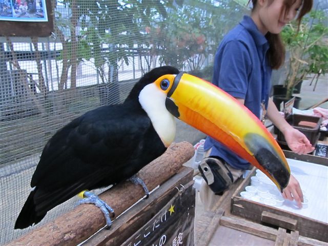 花鳥園（鳥編②）