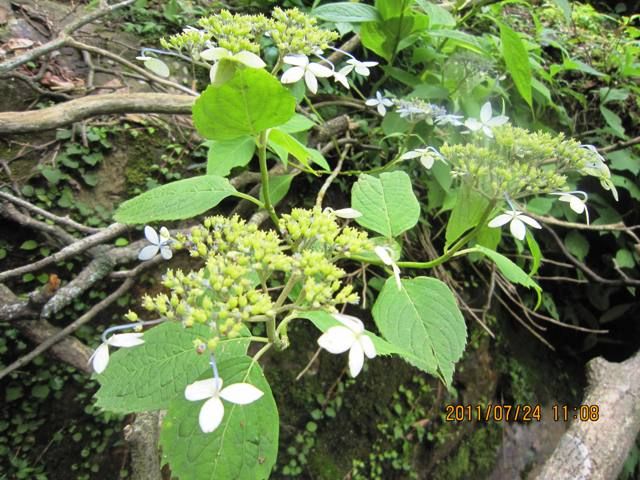 花見山行