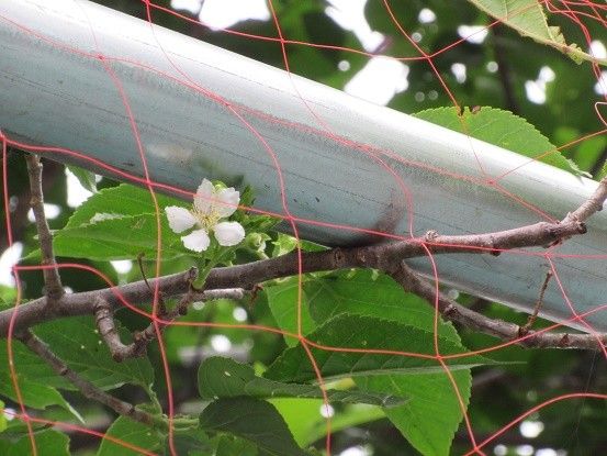 パパイヤ開花