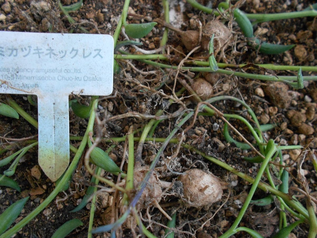 落ち込んだ日には花を買おう