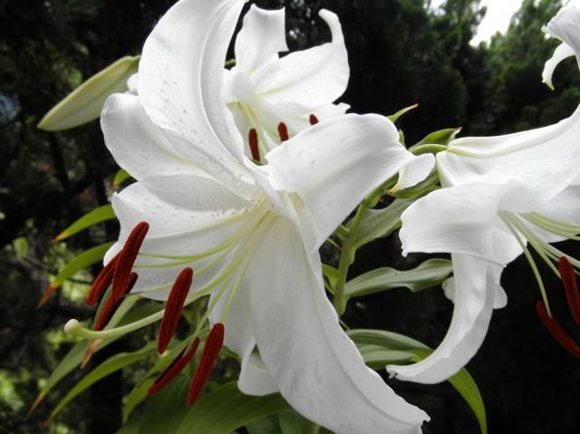 鉢植えのカサブランカ～♪