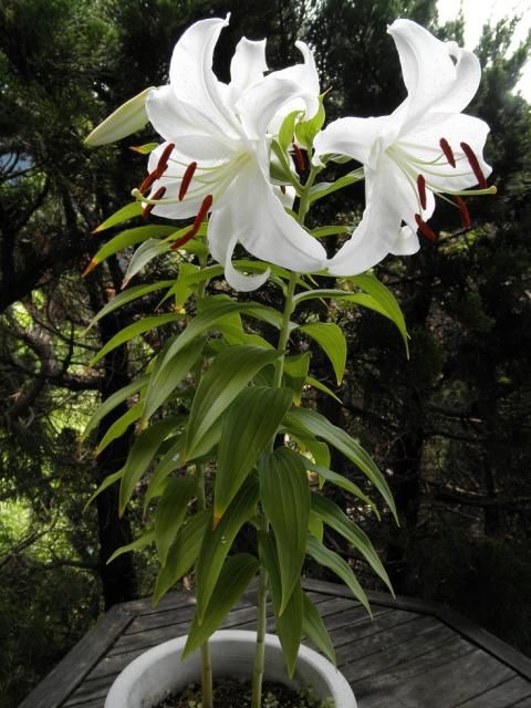 鉢植えのカサブランカ～♪