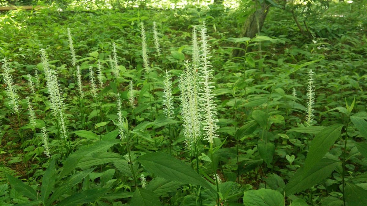 寄り道お花見散歩part4