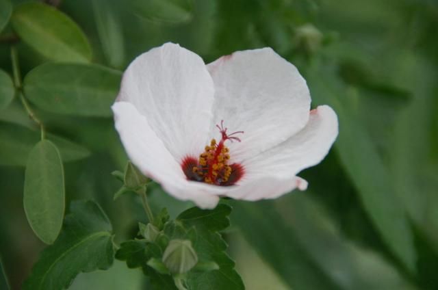 タカサゴフヨウの花の変化