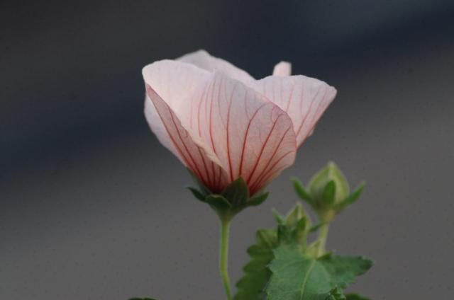 タカサゴフヨウの花の変化