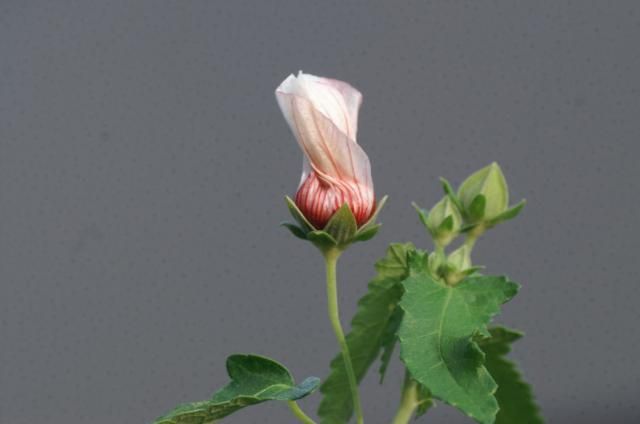 タカサゴフヨウの花の変化