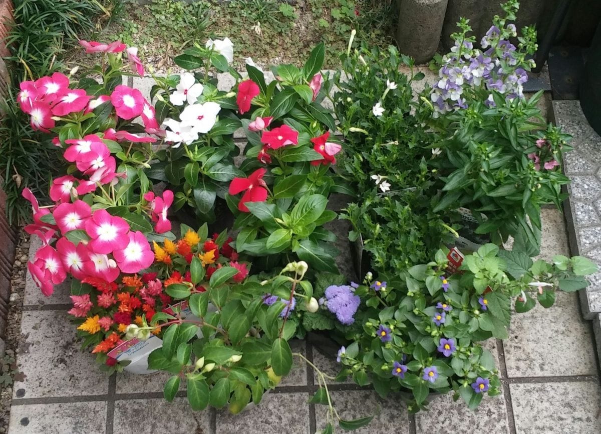 買ってきました🎶植えました🎶①