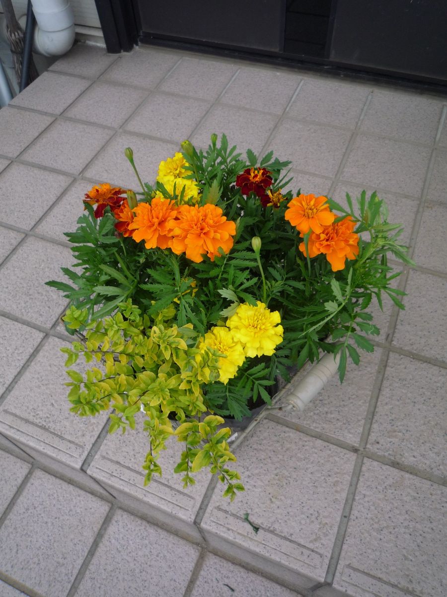 今日の買い物・夏の花