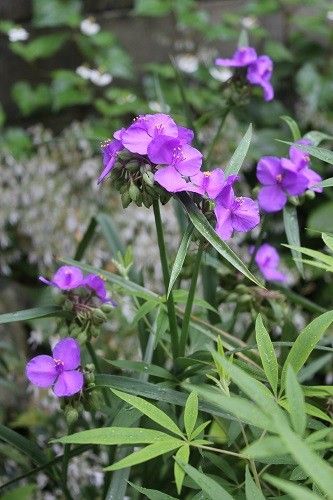 紫色？の花