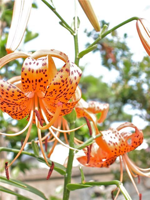 ヘリオプシスの花芽きた。