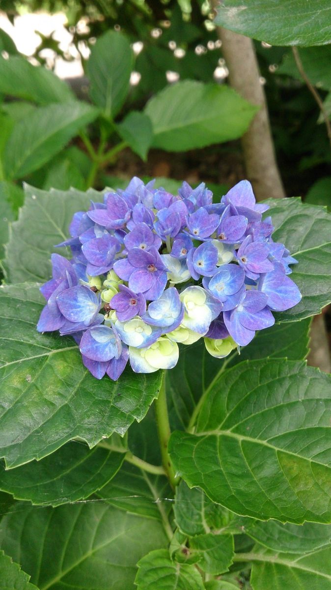 我が家の紫陽花