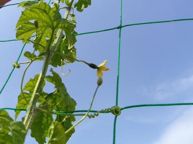 新潟県立植物園…さすがに暑い！