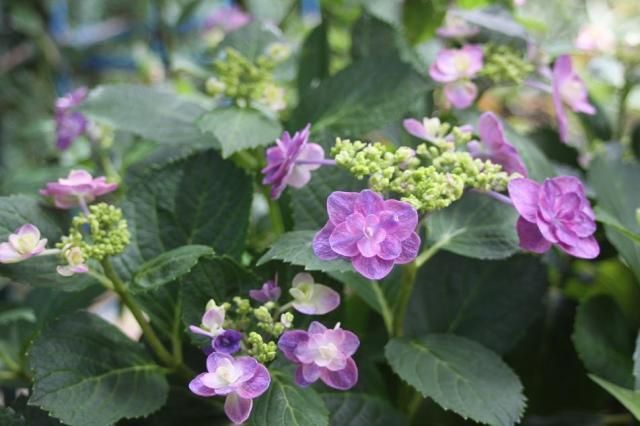 カサブランカ開花