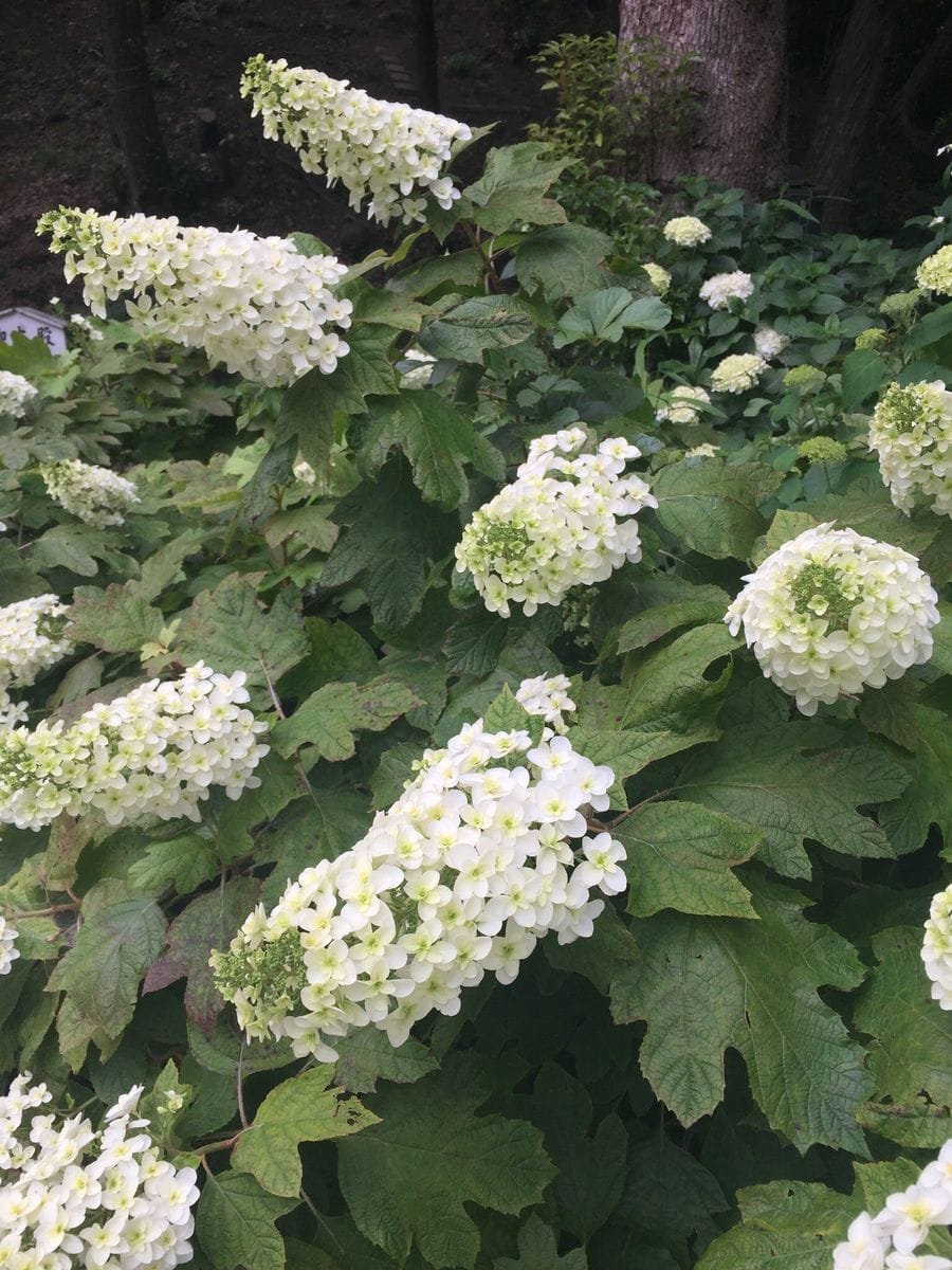 静かなる紫陽花を求めて  後編