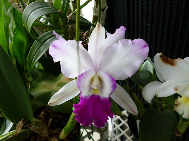 Lc.Dorothy Oka &#039;Hinomoto&#039;