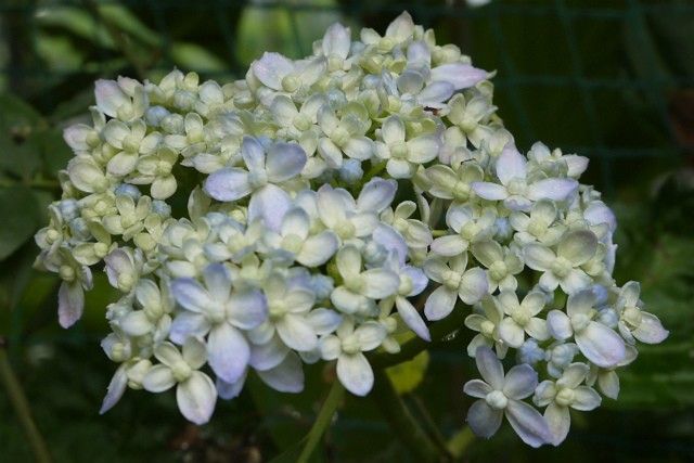 紫陽花の季節がやって来た！！