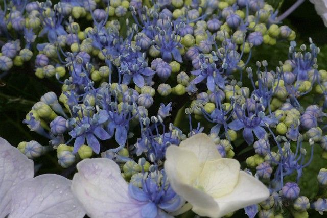 紫陽花の季節がやって来た！！