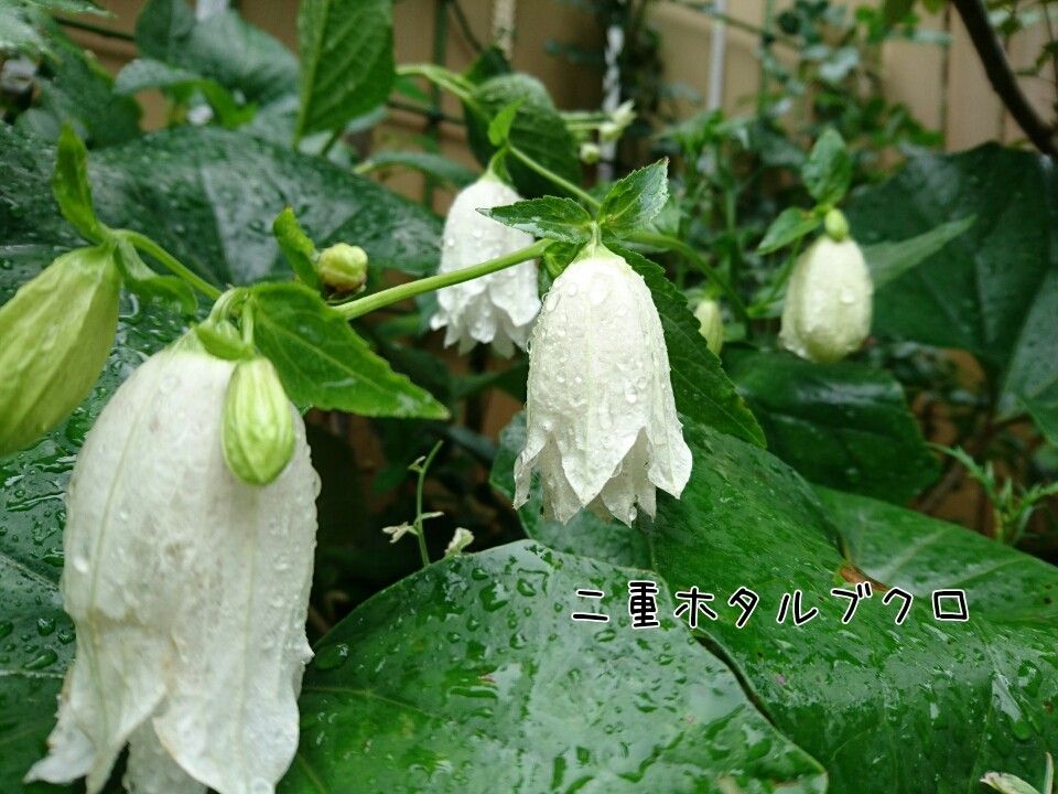 梅雨を彩る花