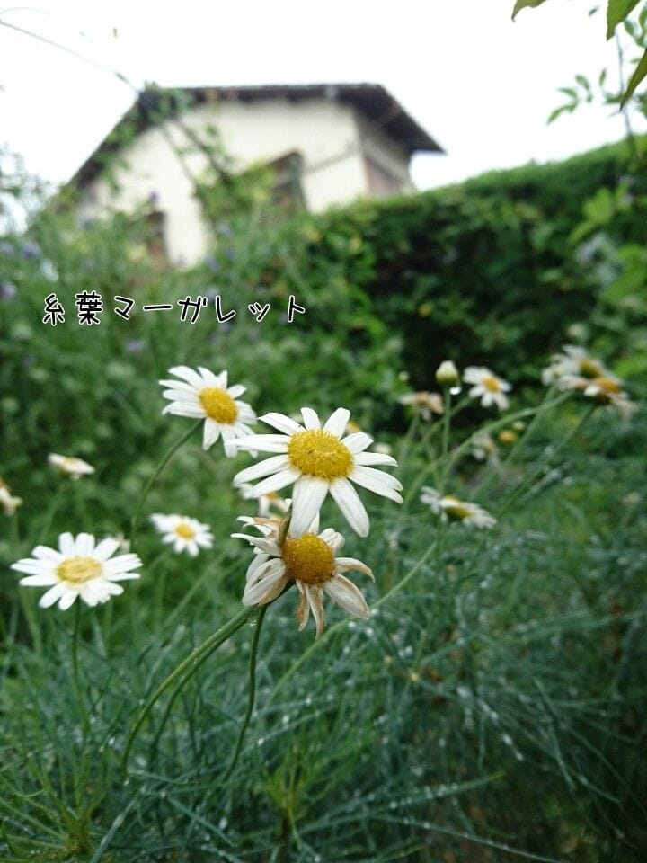 梅雨を彩る花