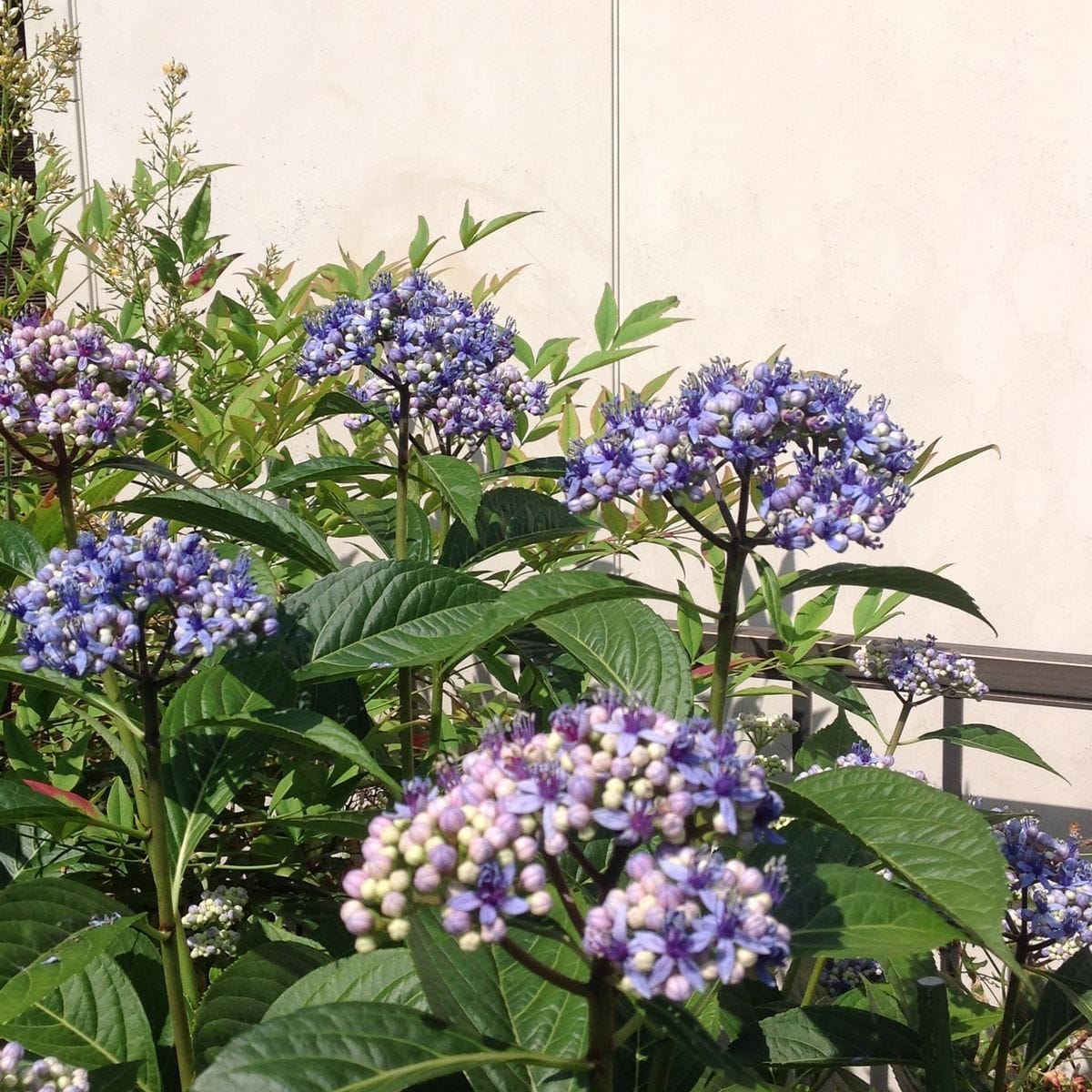 名前のわからない珍しい紫陽花 園芸日記by縁の庭 みんなの趣味の園芸