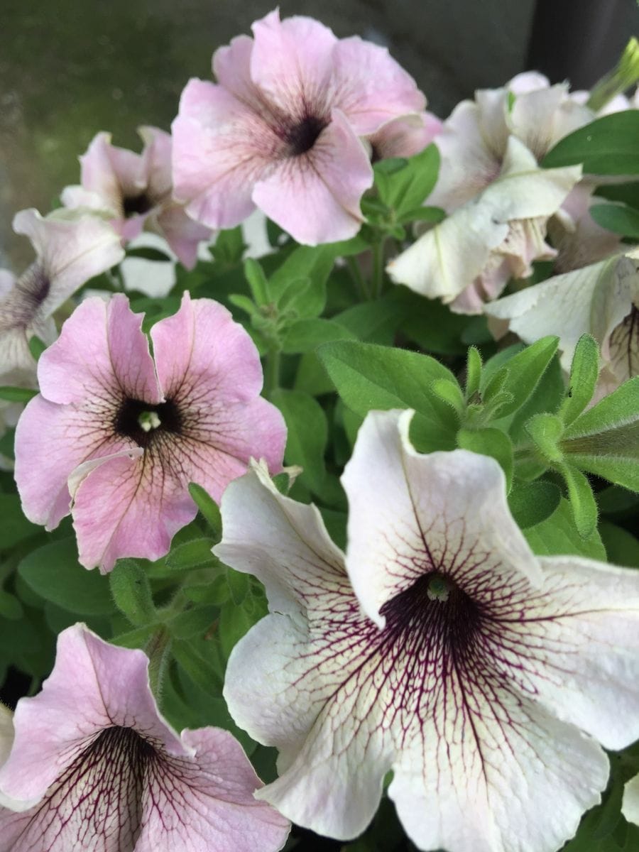 今日の花