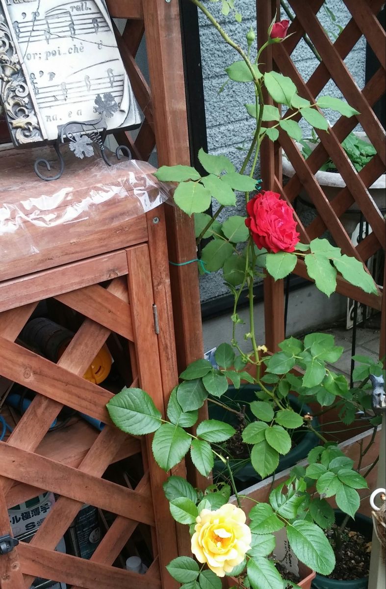 悲しい初開花💧