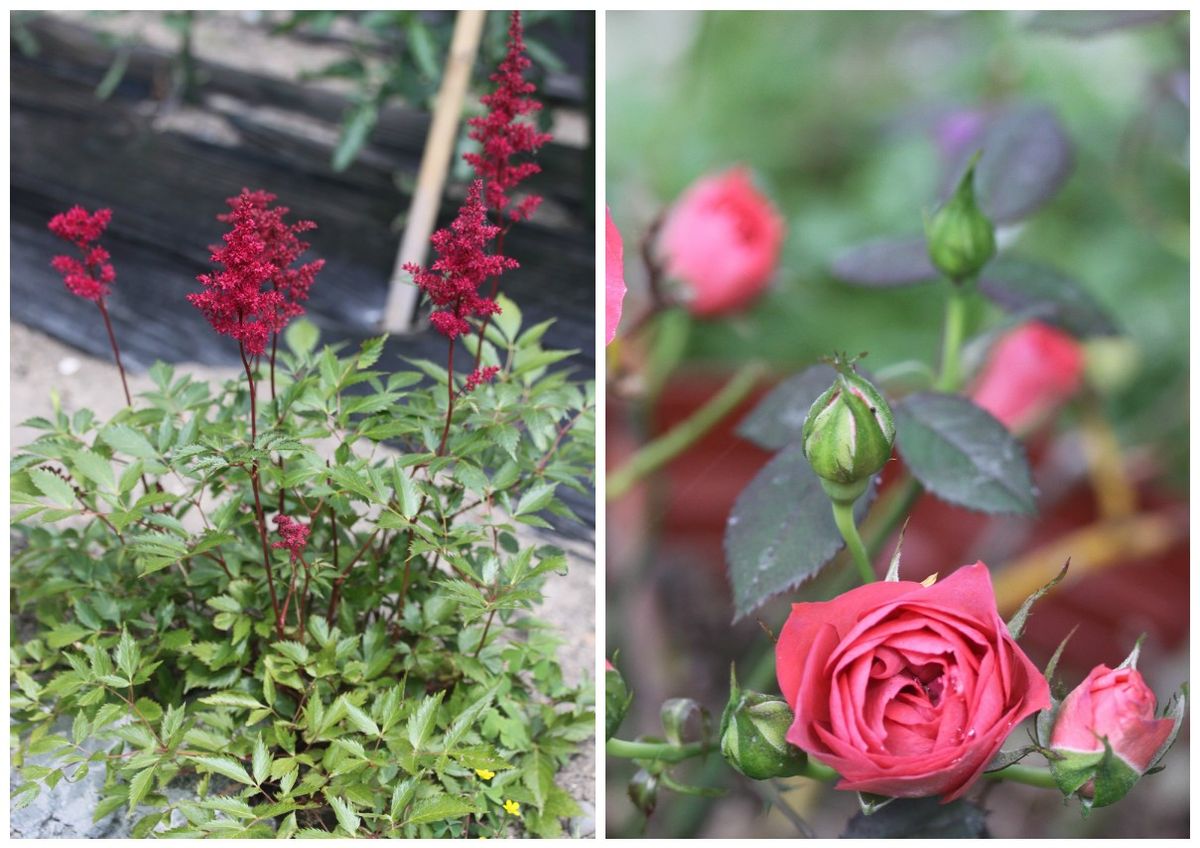 ６月の庭に咲く花（赤系）