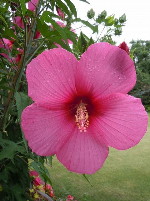 夏の花