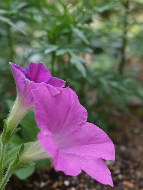 金蓮花（ナスターチューム）