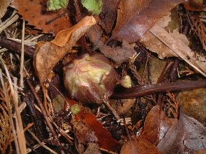 腐葉土からセシウム。家庭菜園-人体への影響は？