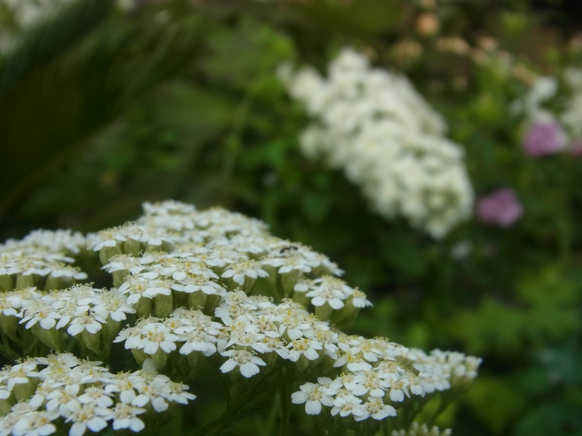 白いお花