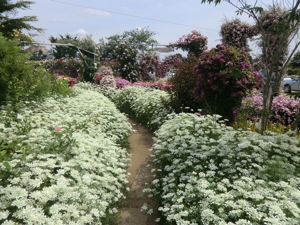 梨園のバラ園２