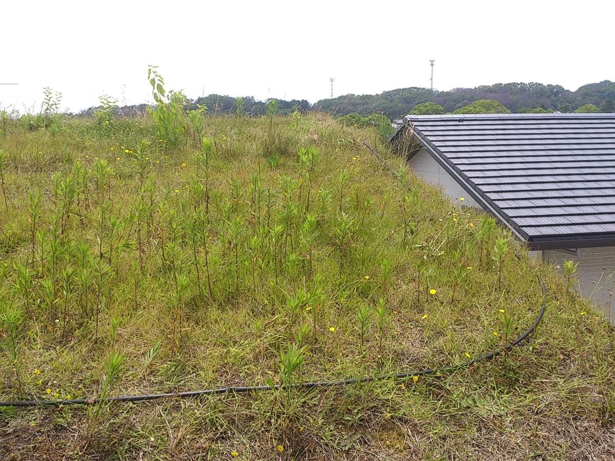 草屋根のメンテナンス