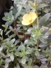 黄色の花たち