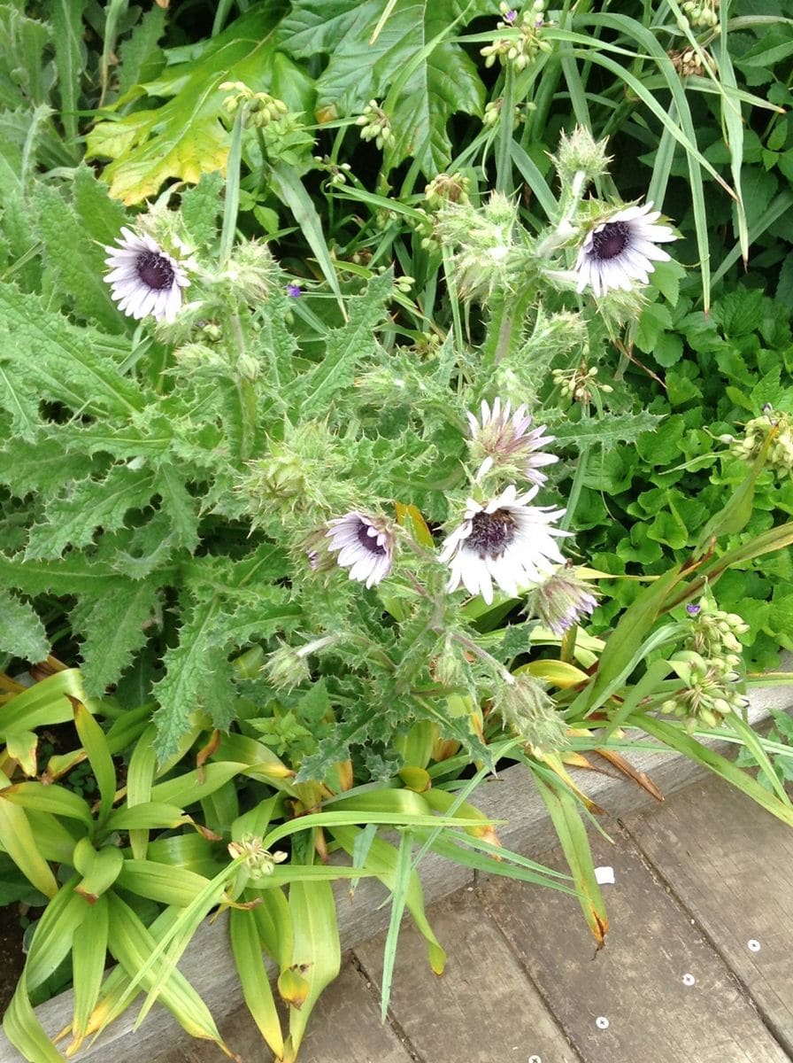 教えて下さい！    花の名前？