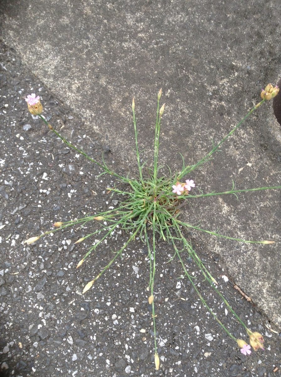 教えて下さい！    花の名前？