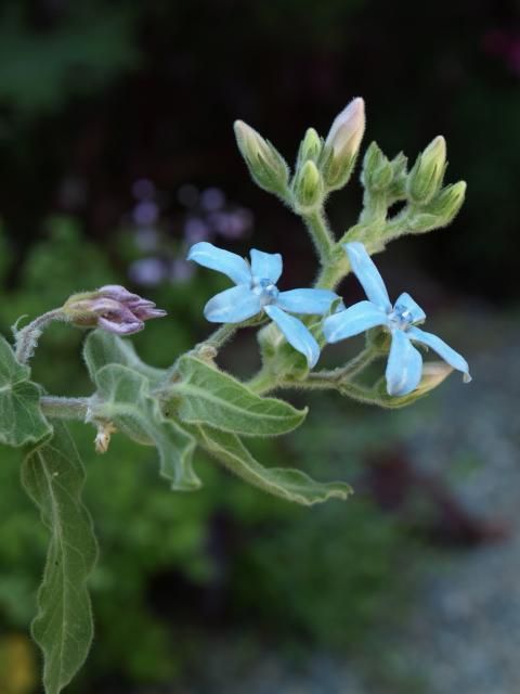 花壇のお花