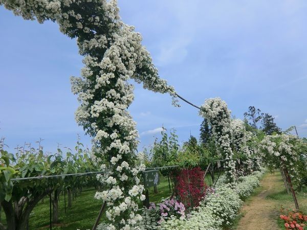 梨園のバラをもう一枚