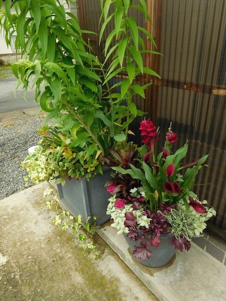 夏の植え込みに換えました