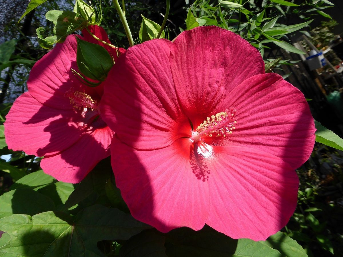 今朝の花たち