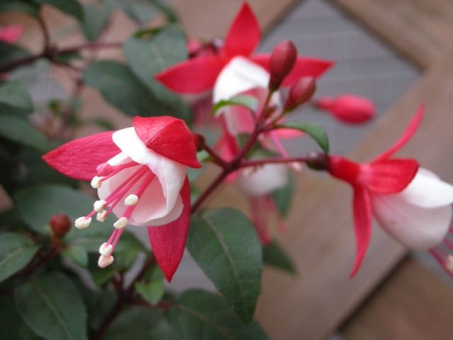 今日の宿根草！！