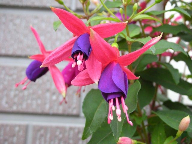 今日の宿根草！！