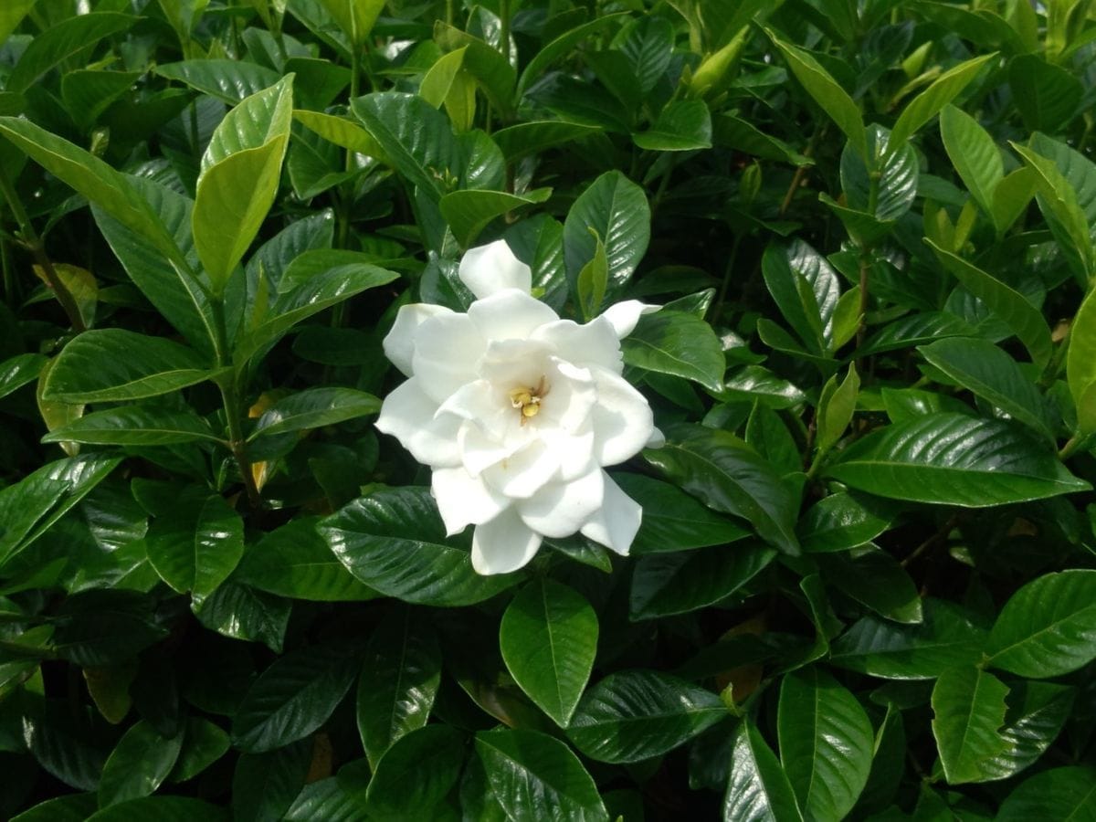 駅の花　6月