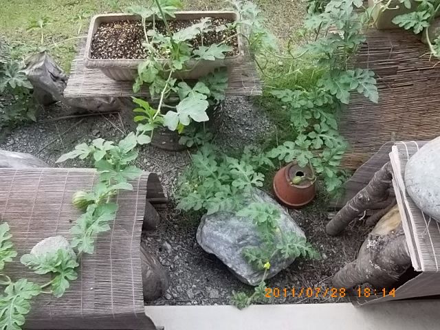 鉢植えスイカの収穫
