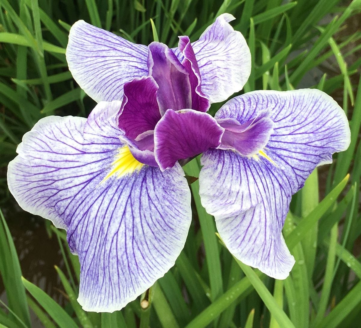 東村山の菖蒲祭