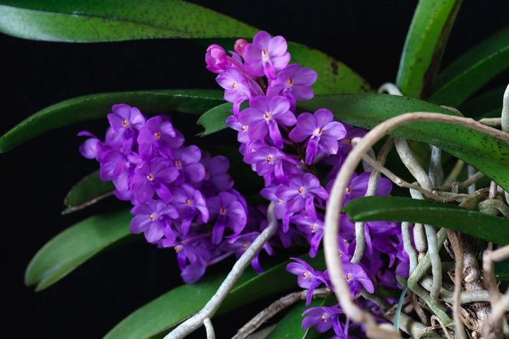 Vandachostylis Lilac Blossom 'Lucky'